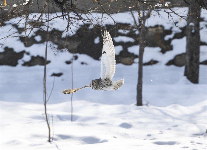 Başkentin kulaklı orman baykuşları