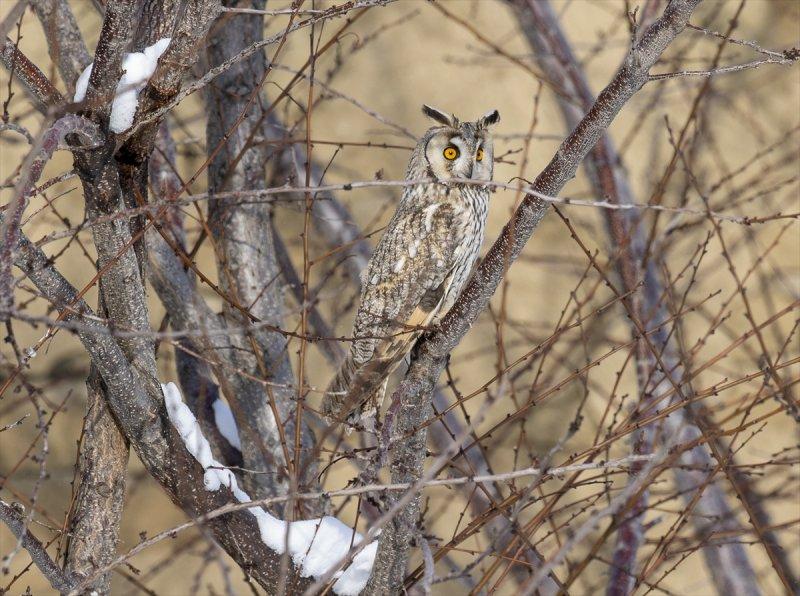 Başkentin kulaklı orman baykuşları