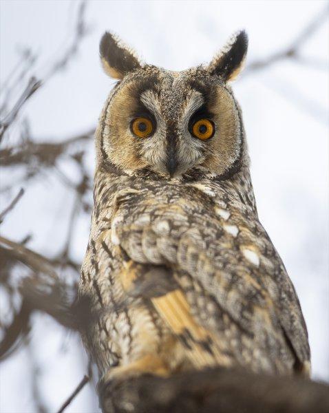 Başkentin kulaklı orman baykuşları