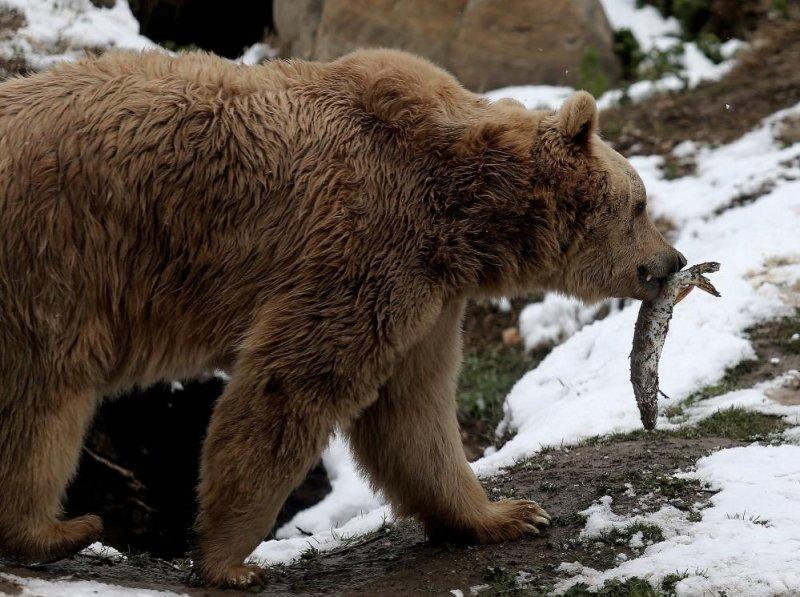 Kar yağışı altında hayvanlar alemi