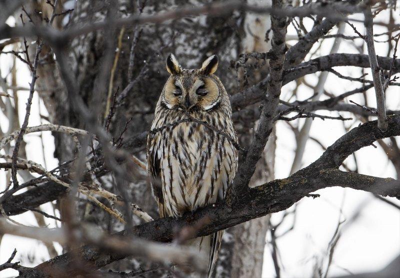 Başkentin kulaklı orman baykuşları