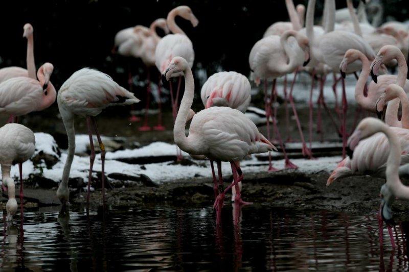 Kar yağışı altında hayvanlar alemi