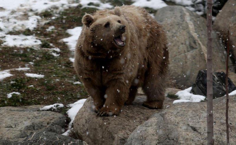 Kar yağışı altında hayvanlar alemi