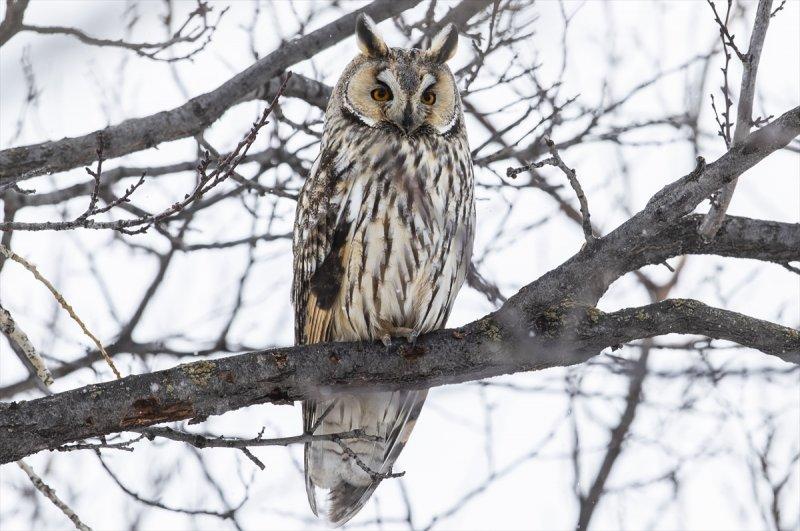 Başkentin kulaklı orman baykuşları