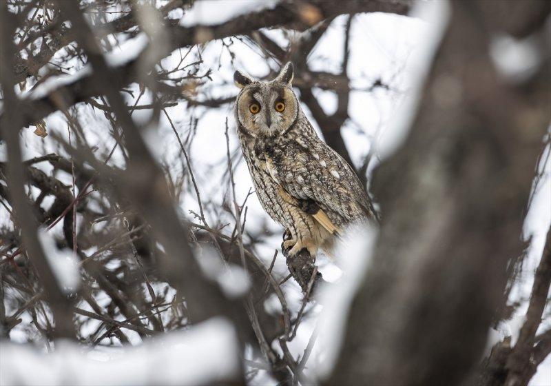 Başkentin kulaklı orman baykuşları