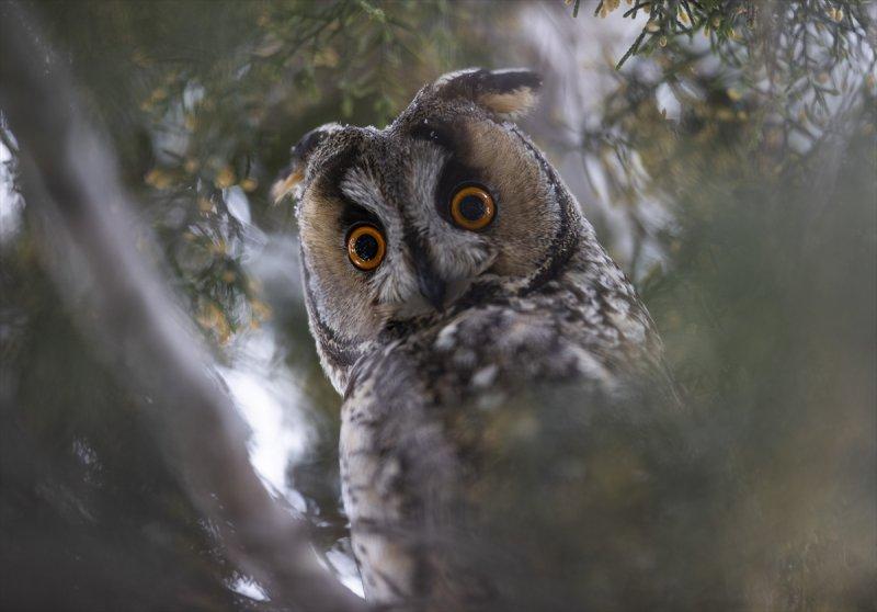 Başkentin kulaklı orman baykuşları