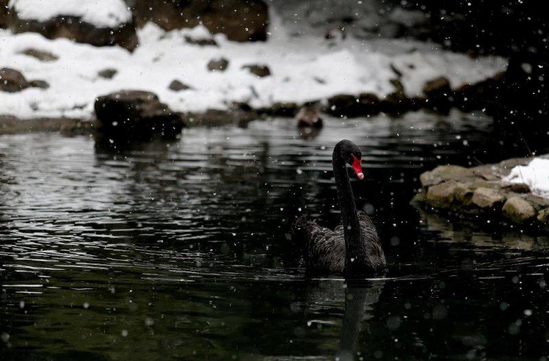 Kar yağışı altında hayvanlar alemi