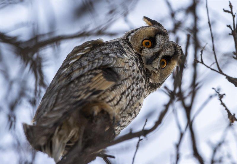 Başkentin kulaklı orman baykuşları