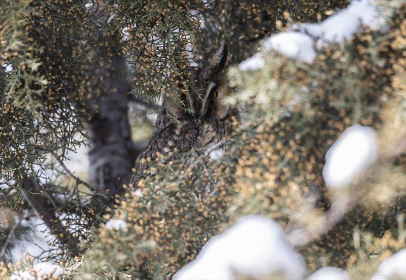 Başkentin kulaklı orman baykuşları