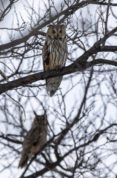Başkentin kulaklı orman baykuşları
