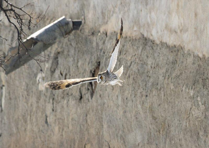 Başkentin kulaklı orman baykuşları