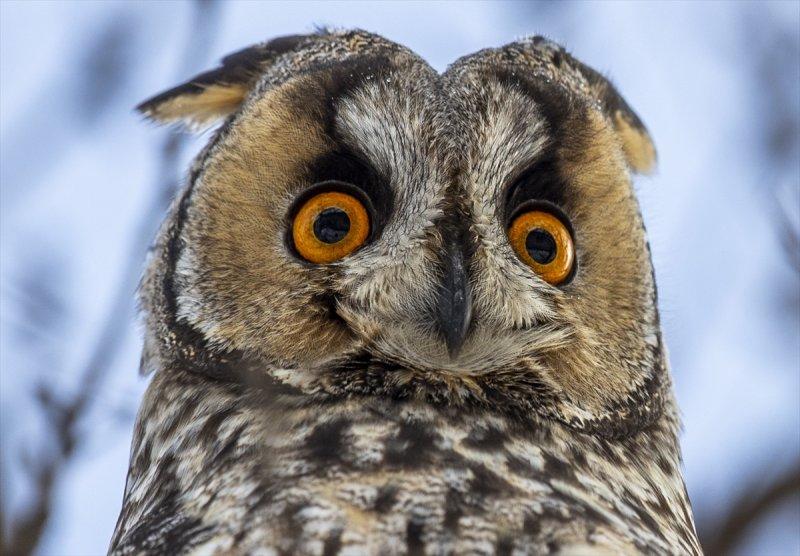 Başkentin kulaklı orman baykuşları