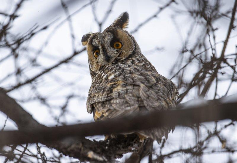 Başkentin kulaklı orman baykuşları