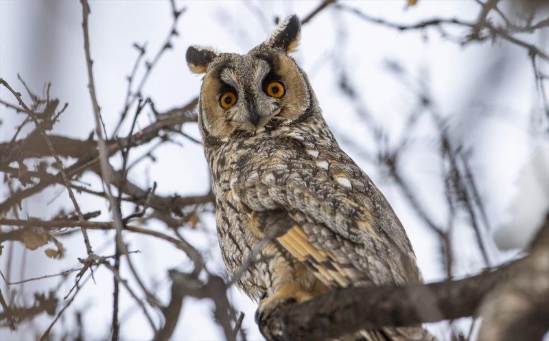 Başkentin kulaklı orman baykuşları