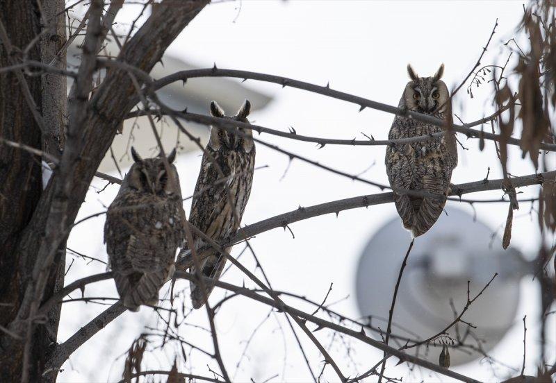 Başkentin kulaklı orman baykuşları