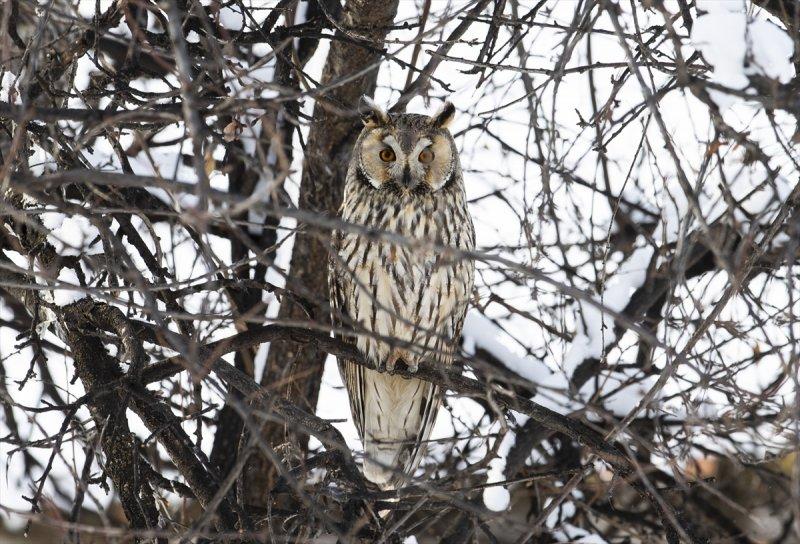 Başkentin kulaklı orman baykuşları