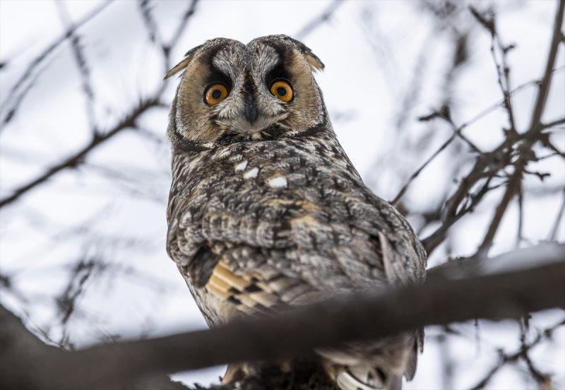 Başkentin kulaklı orman baykuşları