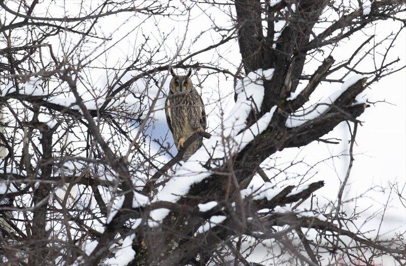 Başkentin kulaklı orman baykuşları