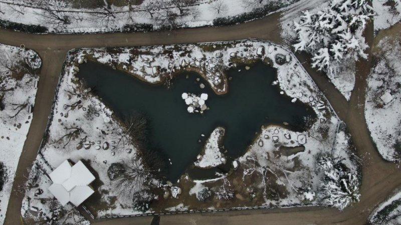 Kar yağışı altında hayvanlar alemi