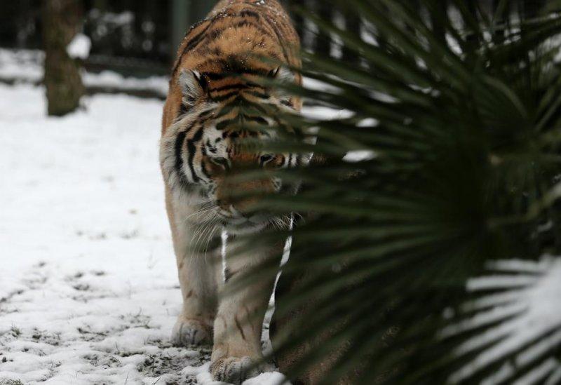 Kar yağışı altında hayvanlar alemi
