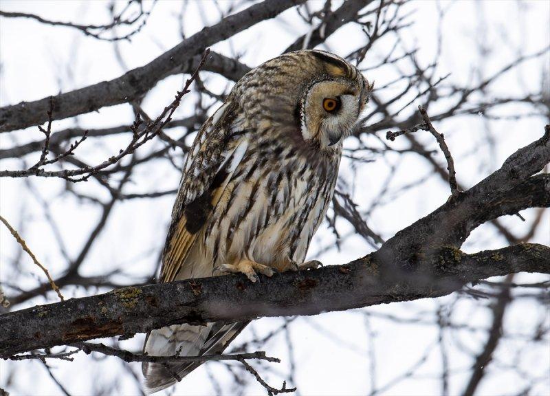 Başkentin kulaklı orman baykuşları