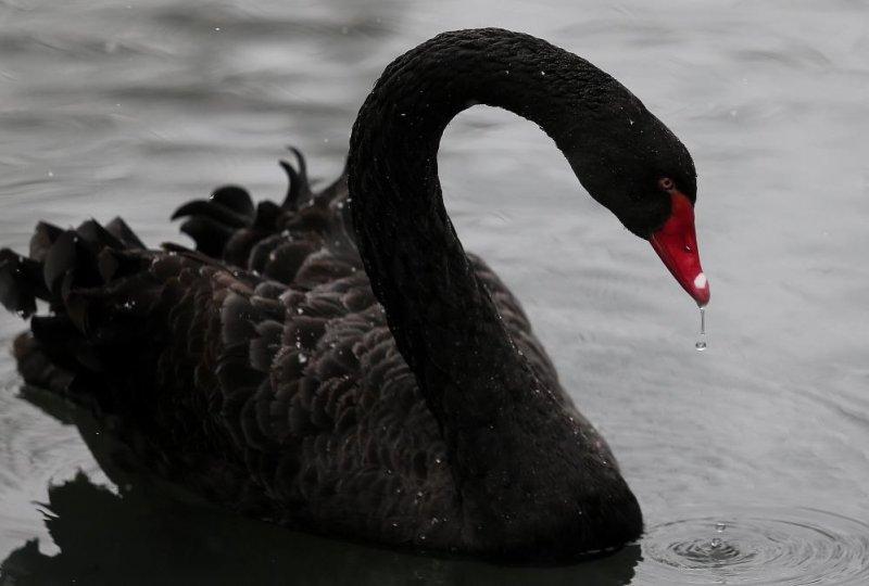 Kar yağışı altında hayvanlar alemi