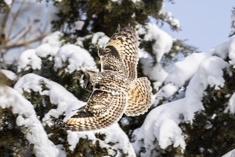 Başkentin kulaklı orman baykuşları