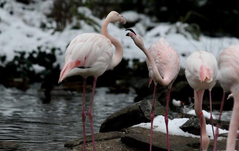 Kar yağışı altında hayvanlar alemi