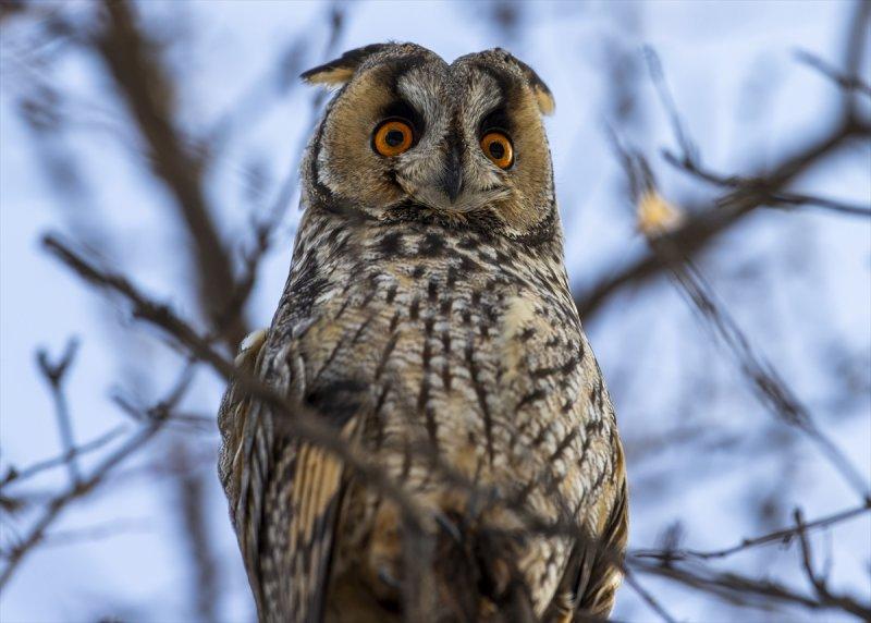 Başkentin kulaklı orman baykuşları