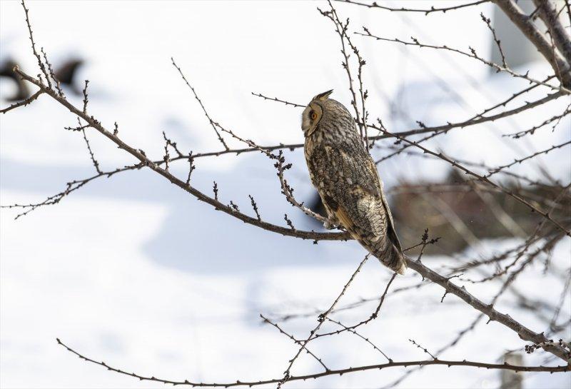 Başkentin kulaklı orman baykuşları