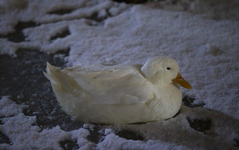 Başkent'te gece başlayan kar yağışından yansımalar