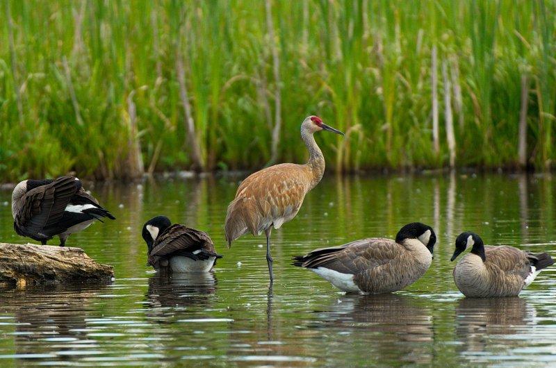 Eşlerine sadık olan hayvan türleri