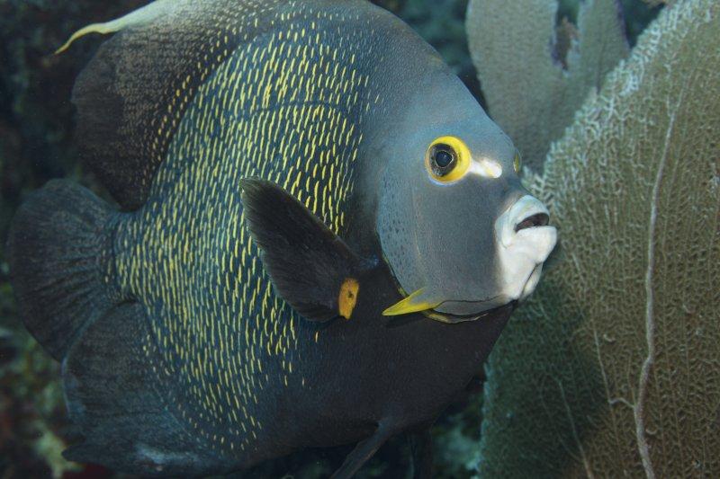 Eşlerine sadık olan hayvan türleri