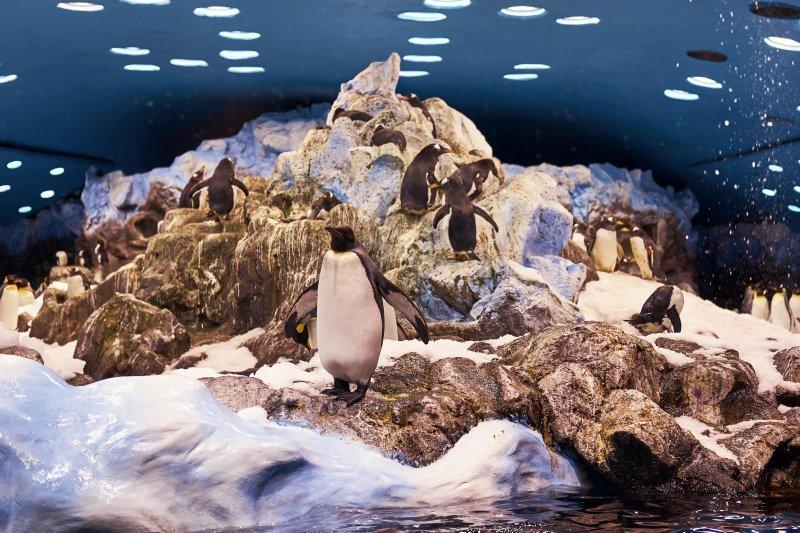 Eşlerine sadık olan hayvan türleri