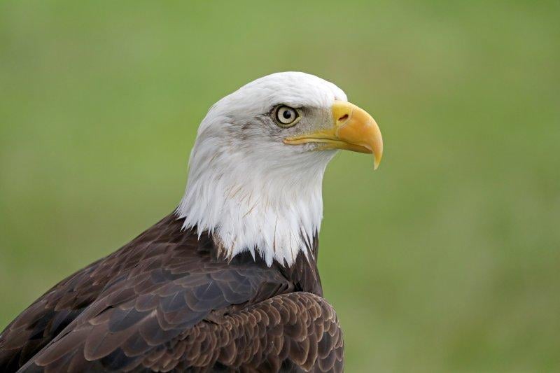 Eşlerine sadık olan hayvan türleri