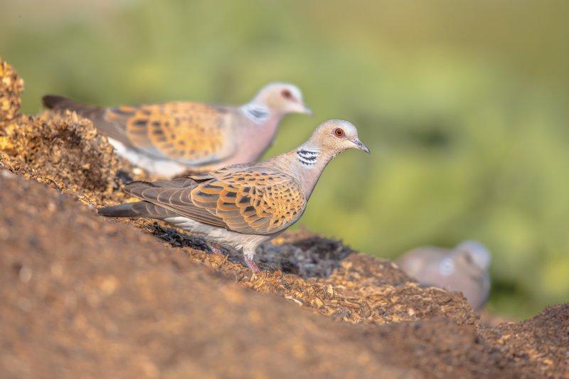 Eşlerine sadık olan hayvan türleri