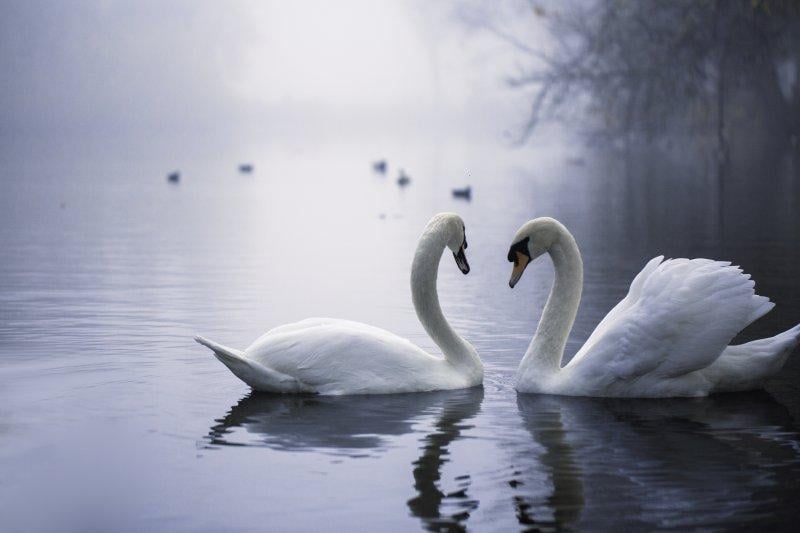 Eşlerine sadık olan hayvan türleri