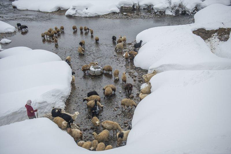 Ovacık'taki çiftçilerin 2 metrelik kar bereketinden manzaralar