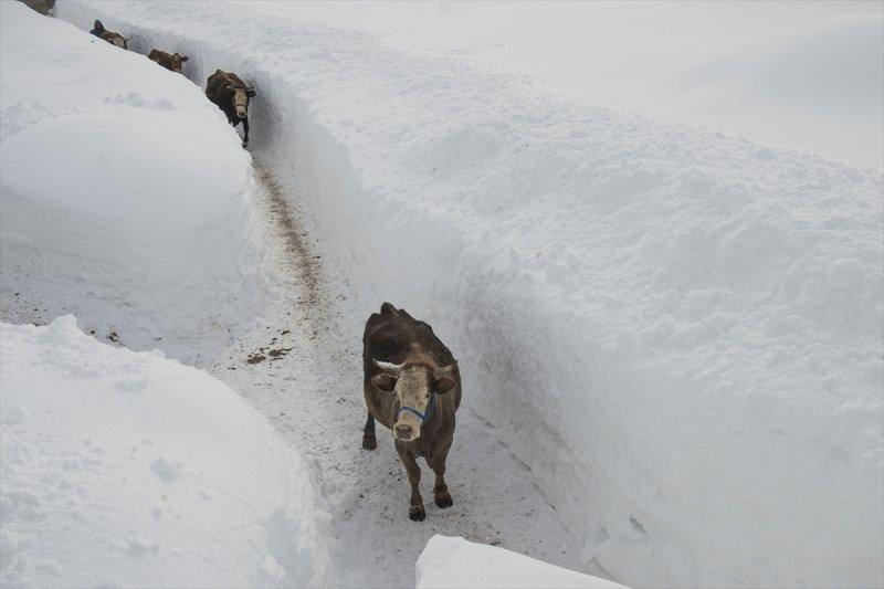Ovacık'taki çiftçilerin 2 metrelik kar bereketinden manzaralar
