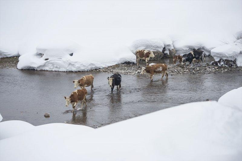 Ovacık'taki çiftçilerin 2 metrelik kar bereketinden manzaralar