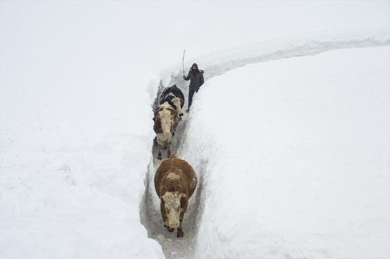 Ovacık'taki çiftçilerin 2 metrelik kar bereketinden manzaralar
