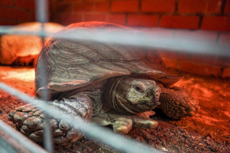 Moskova'da yaban hayatın sürdürülebilirliği için çalışmalar yapılıyor