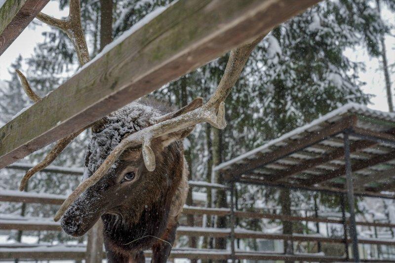 Moskova'da yaban hayatın sürdürülebilirliği için çalışmalar yapılıyor