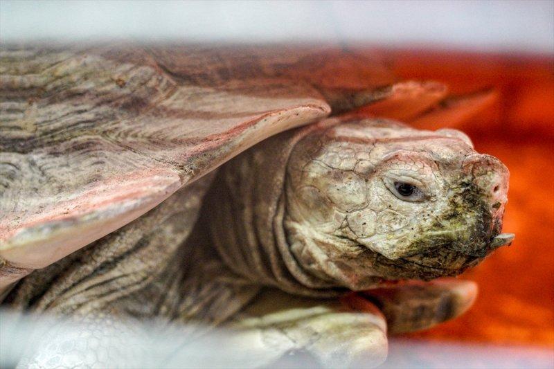 Moskova'da yaban hayatın sürdürülebilirliği için çalışmalar yapılıyor