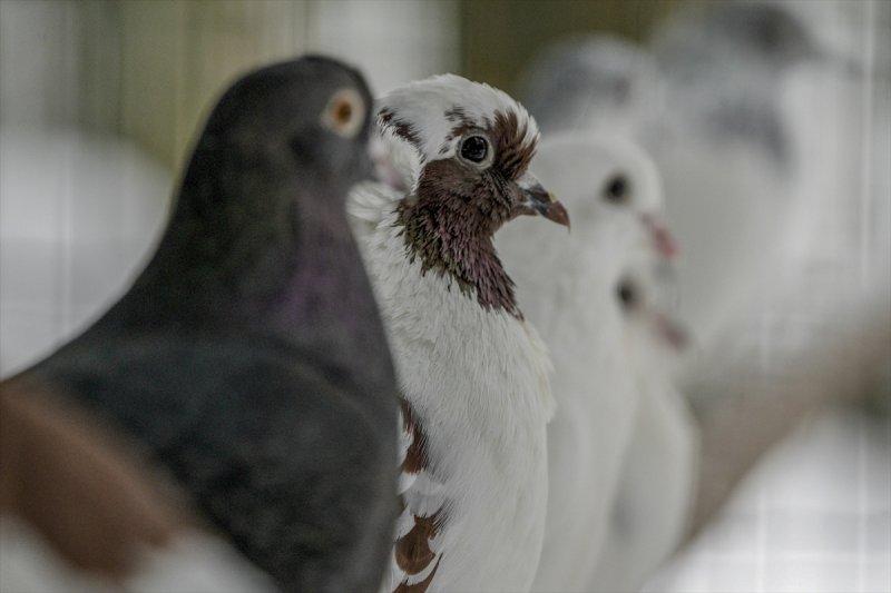 Moskova'da yaban hayatın sürdürülebilirliği için çalışmalar yapılıyor