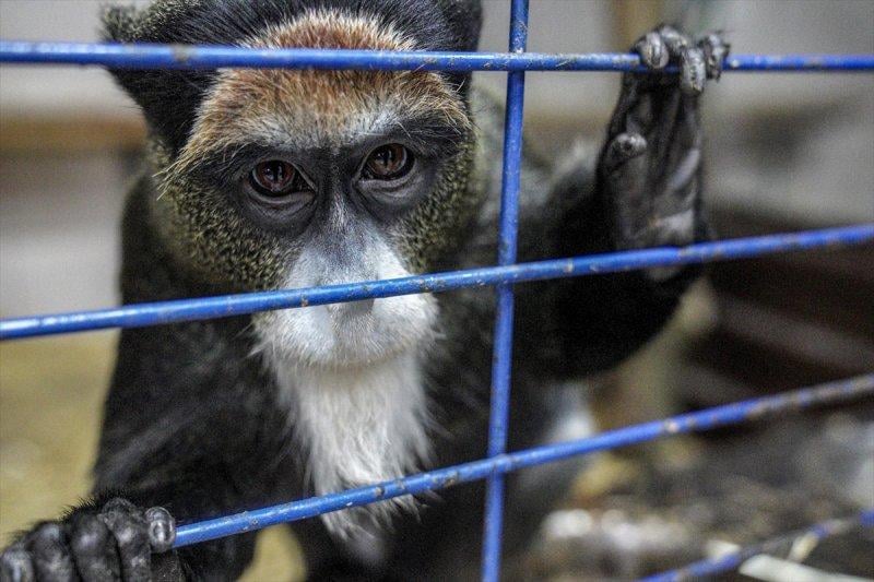 Moskova'da yaban hayatın sürdürülebilirliği için çalışmalar yapılıyor