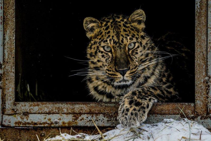 Moskova'da yaban hayatın sürdürülebilirliği için çalışmalar yapılıyor