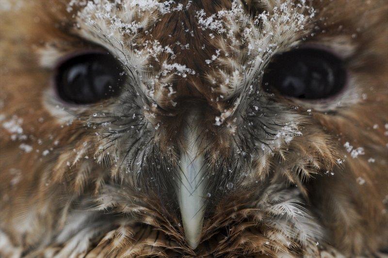 Moskova'da yaban hayatın sürdürülebilirliği için çalışmalar yapılıyor