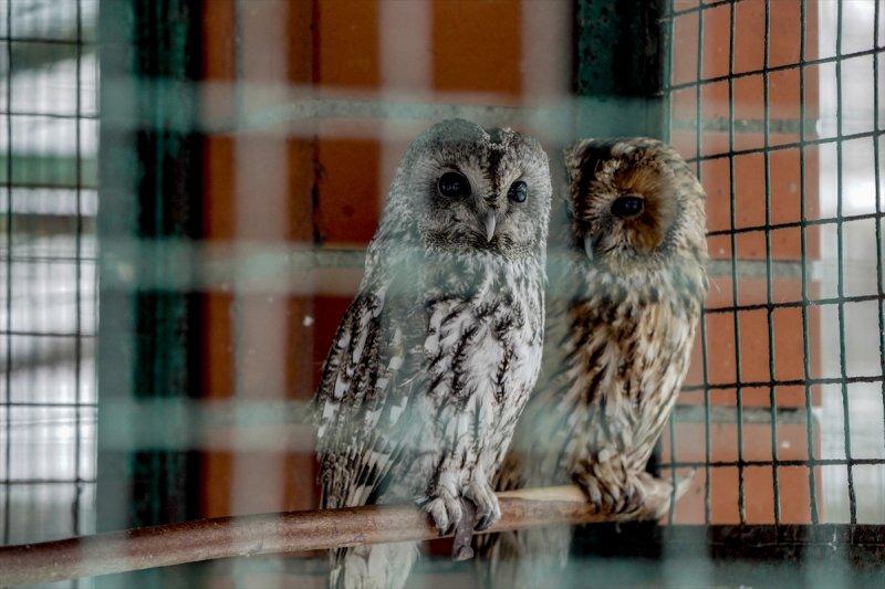 Moskova'da yaban hayatın sürdürülebilirliği için çalışmalar yapılıyor