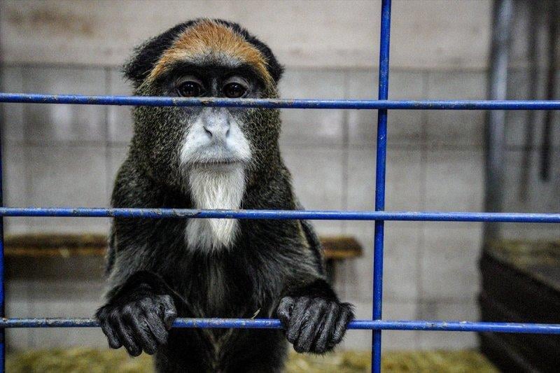 Moskova'da yaban hayatın sürdürülebilirliği için çalışmalar yapılıyor